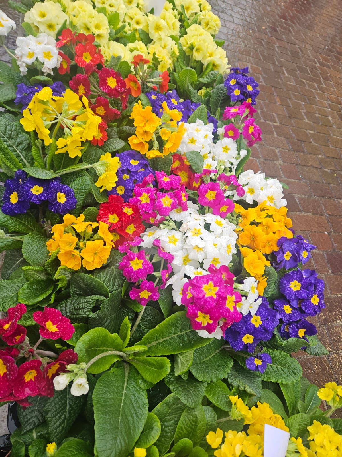 Blumen