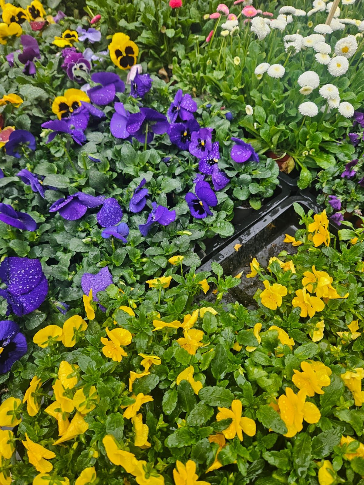 Blumen